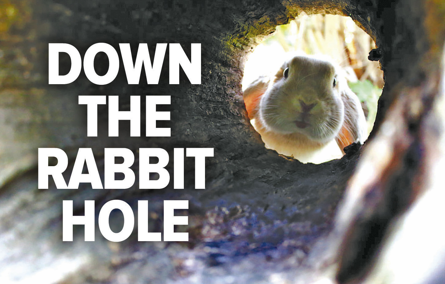 DOWN THE RABBIT HOLE: When fear gets a government job then panic drives the policy