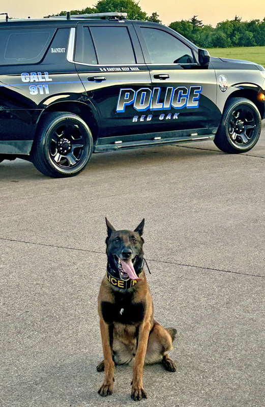K9 Bandit. Photo courtesy Red Oak Police Department