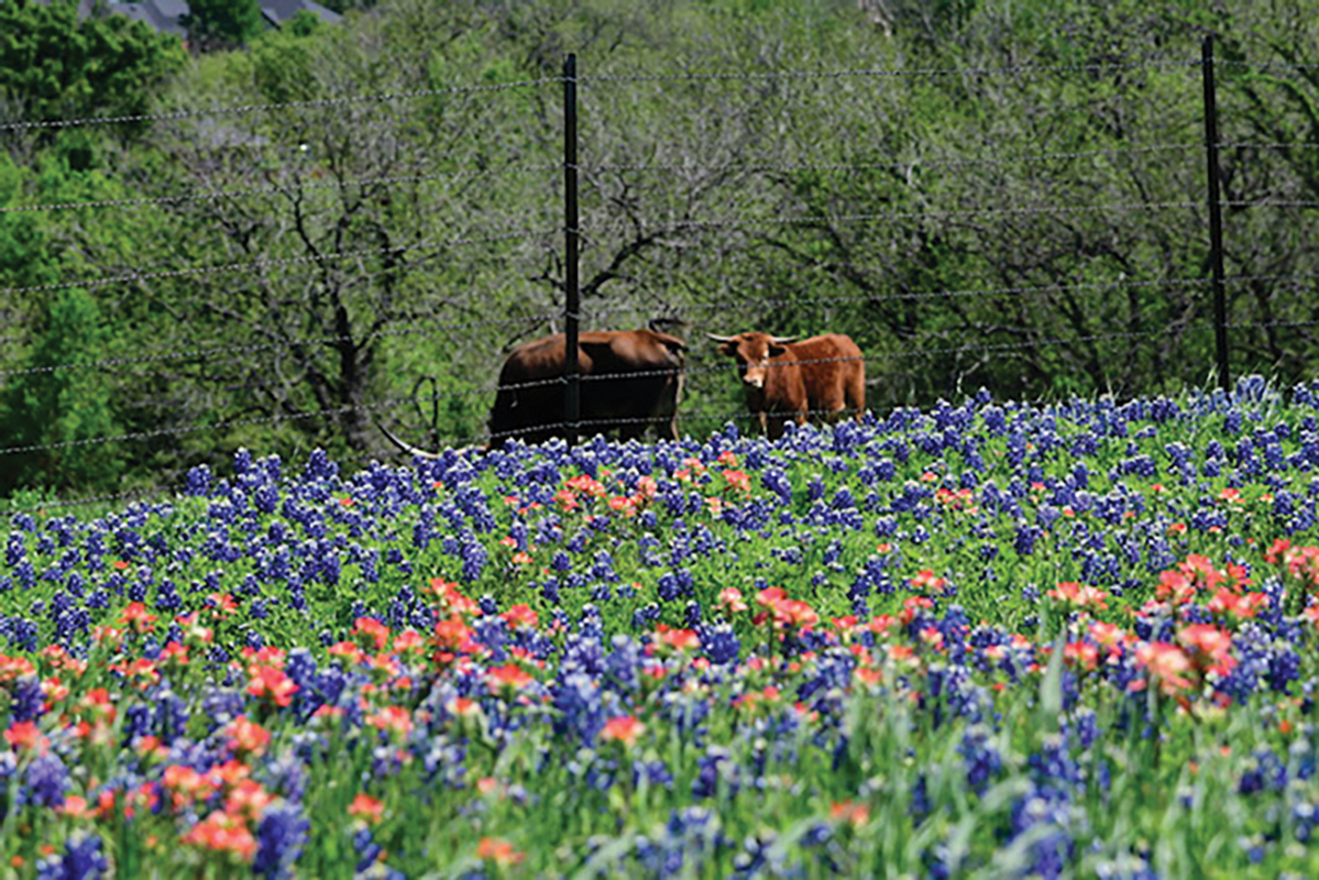 Photo by Fred Phipps / The Ellis County Press