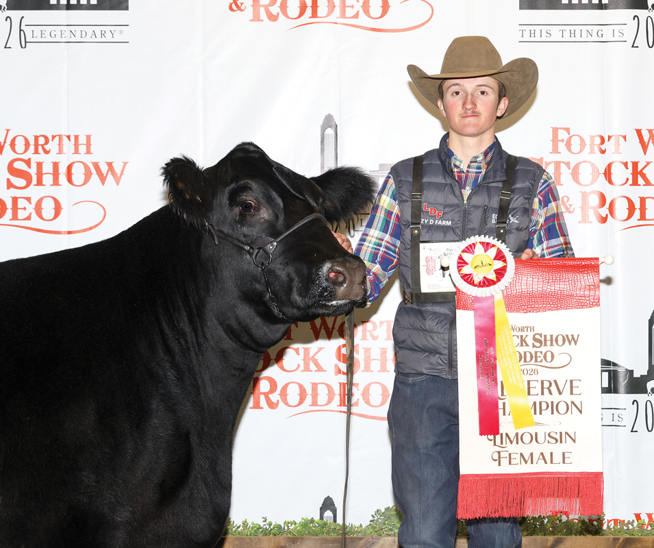 Brigham Deborde of Bardwell with SSUL Charmer 4548M ET. Photo courtesy Fort Worth Stock Show & Rodeo.