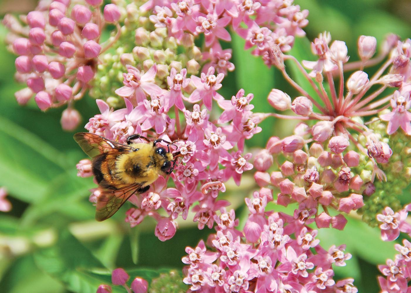 Plant a variety of bee attracting flowers like swamp milkweed, a North American native plant.