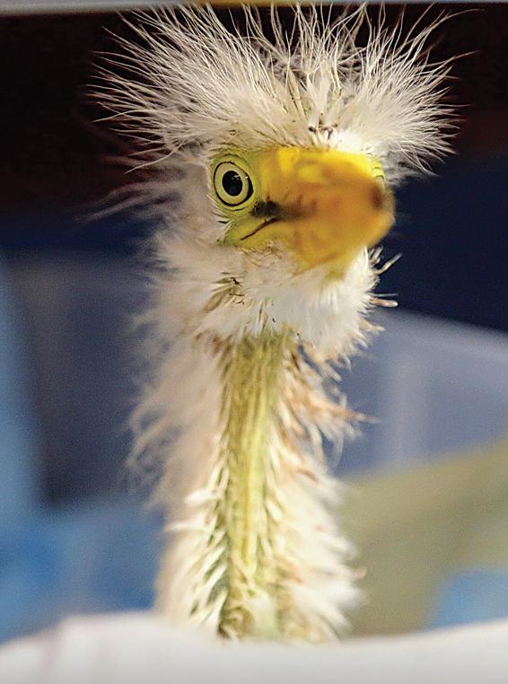 Baby Great Egret