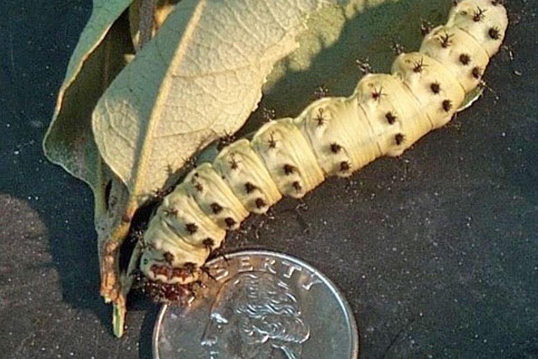 Buck Moth. Photo by Patrick Porter.