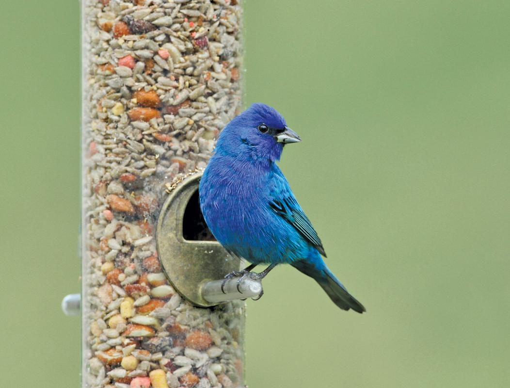 Photo courtesy Cole’s Wild Bird Products