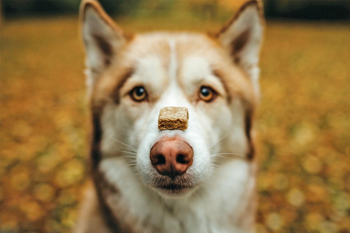 © expeditionhusky