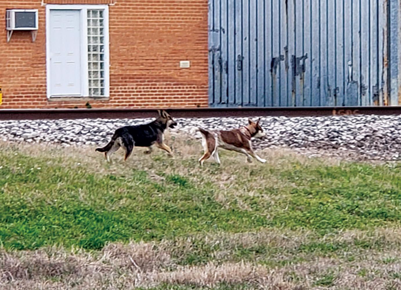 Several dogs recently photographed roaming the streets of Ferris.