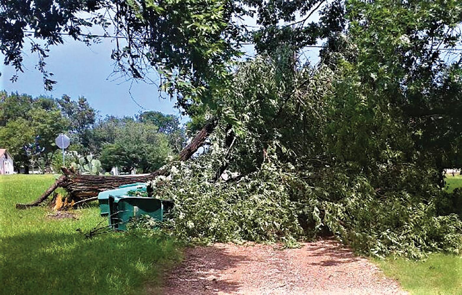 Strong winds Sunday afternoon uprooted tress in Ferris, blew trash form totes and overturned news racks. “Looks like it was yanked right out of the ground by the roots!” said David Maki, referring to an uprooted tree in his front yard. Maki lives  on South Wood St. in Ferris.