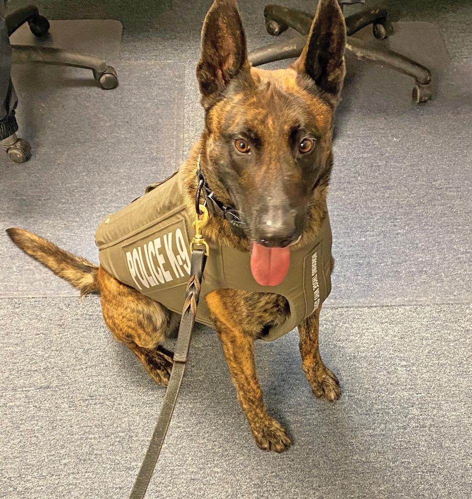 Mac, a three-year-old Dutch Shepperd from Holland is shown in new body armor which includes a bullet and stab protective vest, and was made possible due to a charitable donation from the non-profit organization Vested Interest in K9s, Inc. 