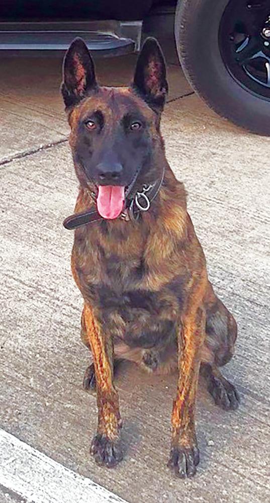 Officer K9 Mac