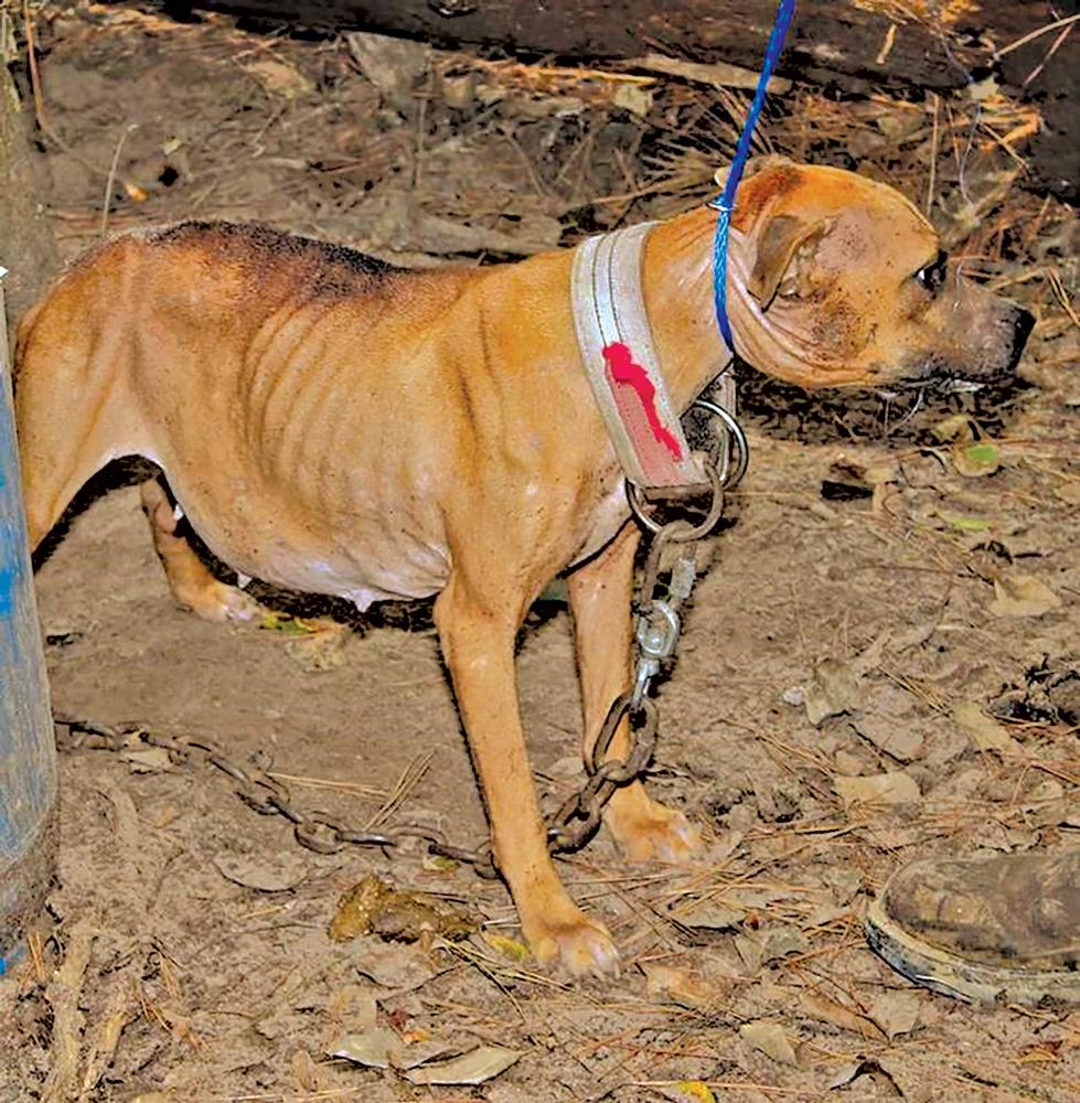 A Houston man will face criminal charges after police identified him as the owner of 15 dogs that were found chained up to trees and deserted in a wooded area of Grimes County earlier this month.