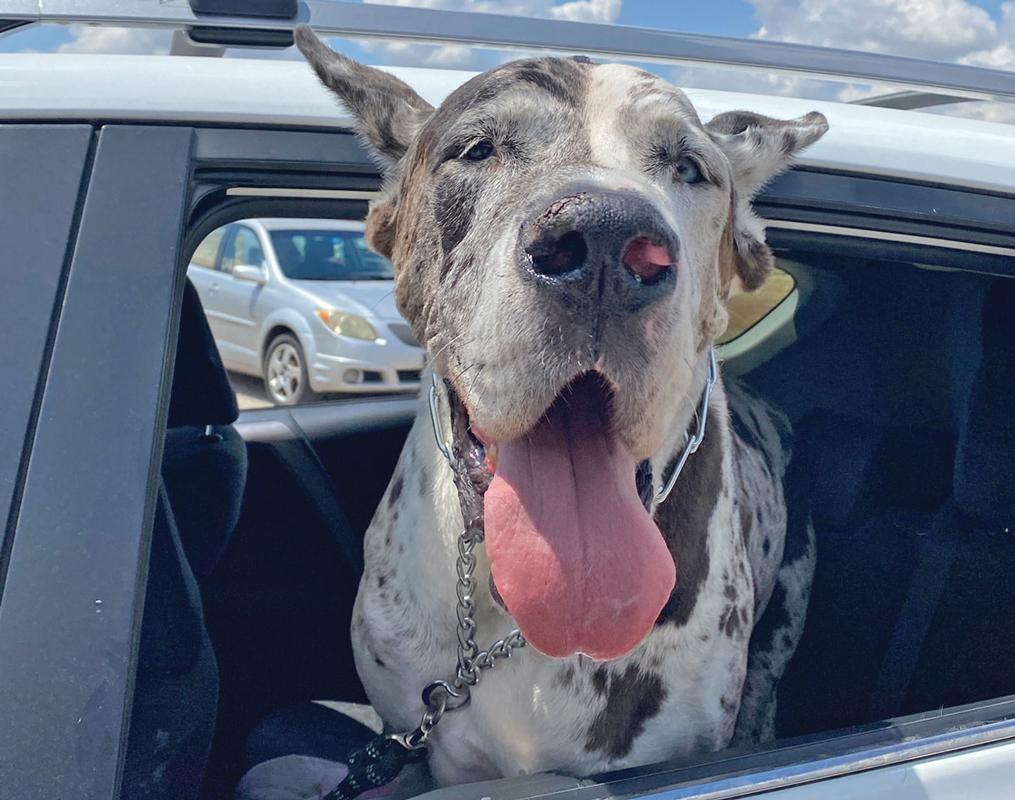 “Ace” was very happy to be one of the 392 animals given vaccines.