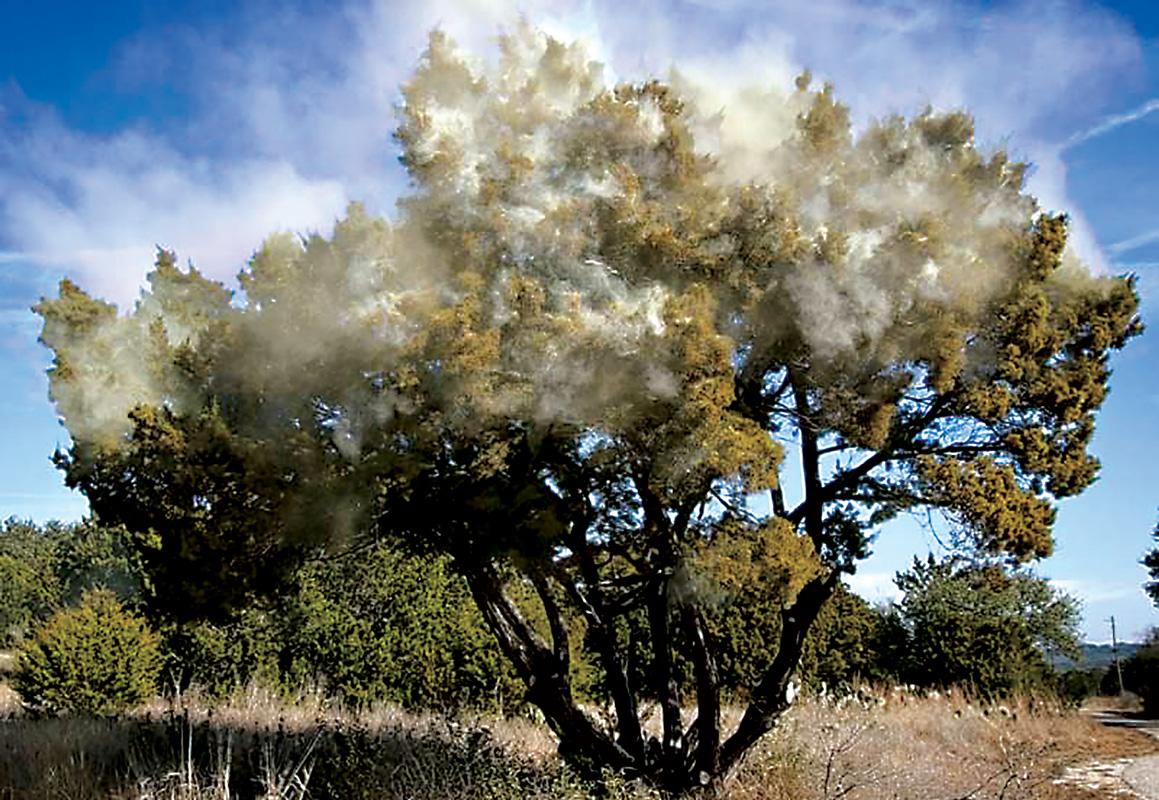When you see the pollen billowing off a tree that has just ‘popped,’ or opened its cones, it looks very similar to smoke coming from a wildfire.