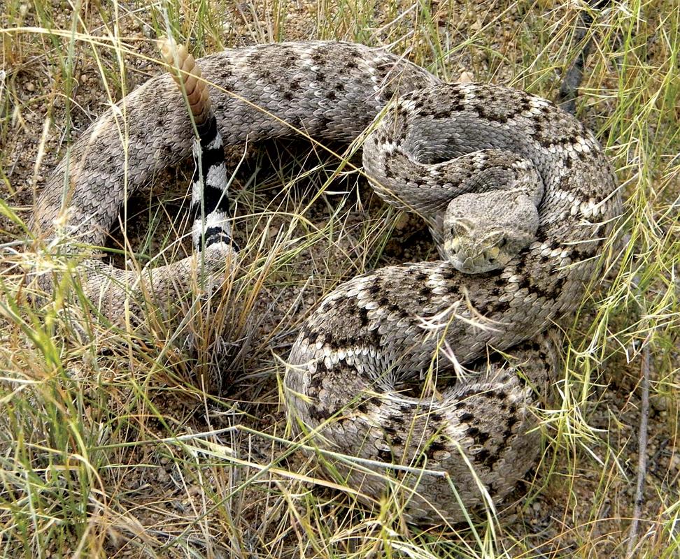 Ellis County Commissioner Paul D. Perry and noted conservation scientist Raymond C. Telfair II, Ph.D., of Ennis teamed up to verify the presence of the species and describe their habitat and range of Crotalus atrox.