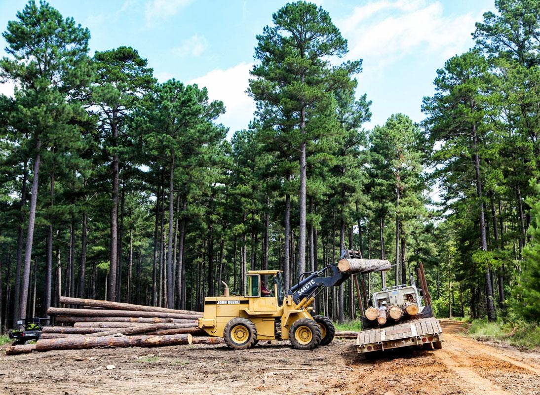 Photo courtesy Texas A&M Forest Service