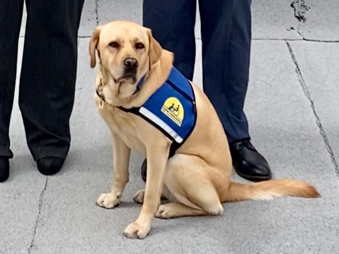 Verity, a 2-year-old Labrador retriever, was placed with the Ellis County District Attorney’s office through Canine Companions for Independence. Her name means “the state or quality of being true.”