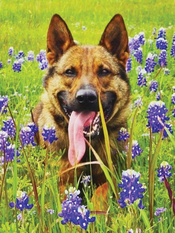 K9 “Tex”. Photo courtesy Ellis County Sheriff’s Office. 