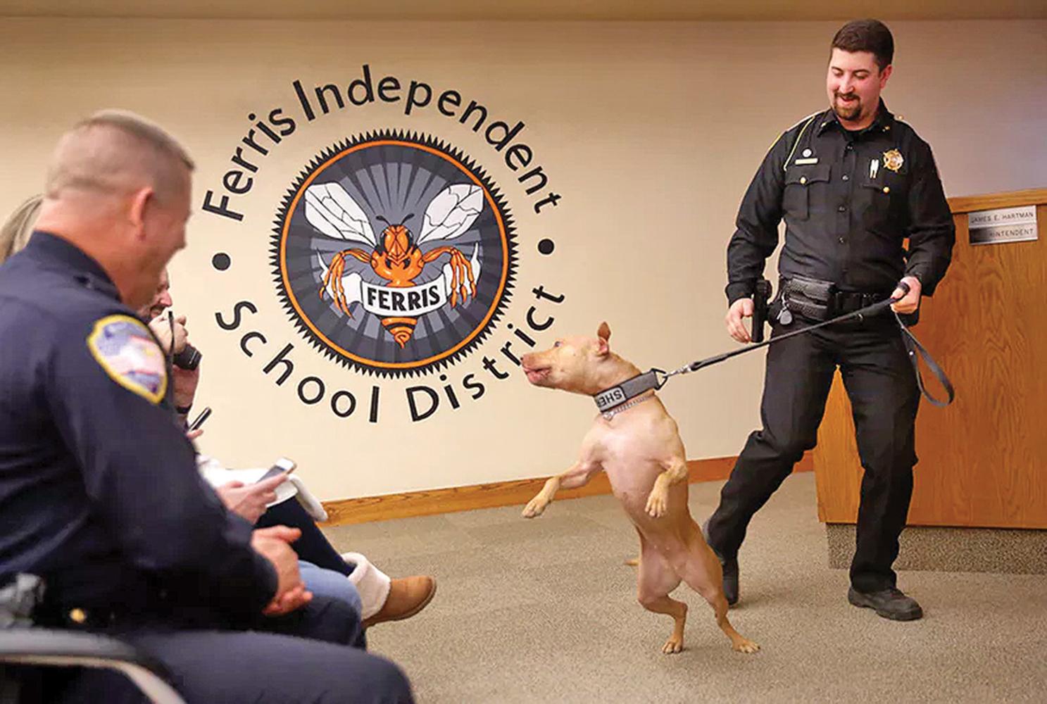 Franklin County (Ark.) sheriff’s Deputy Brandon Chancey tries to control his new and excited K9 Pit Bull, Pepper, as they’re introduced during Friday’s graduation from Midlothian-based Sector K9, a police canine training group, at Ferris ISD auditorium. Photo courtesy Tom Fox / The Dallas Morning News 