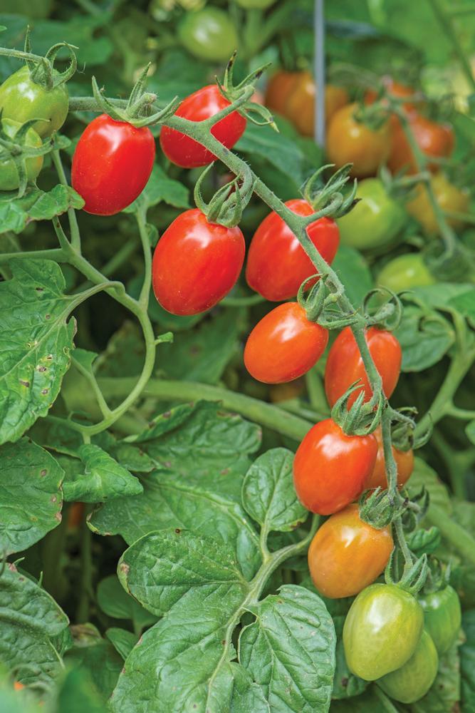 All-America Selections winner Celano tomato is a semi-determinate hybrid tomato that produces sweet oblong fruits.