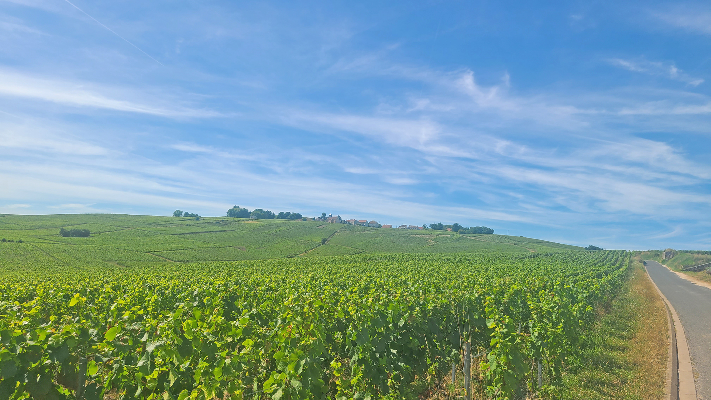 Miles and miles of vines.