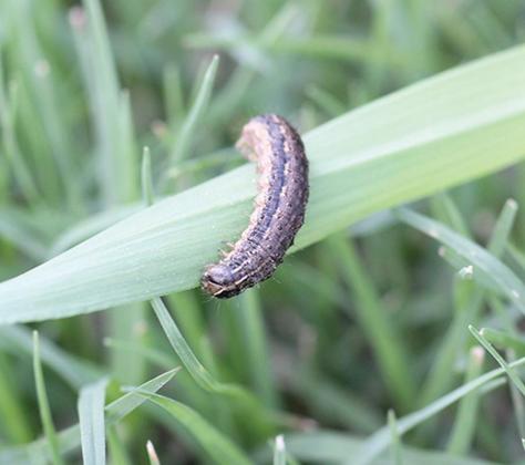 Spodoptera frugiperda, the Fall Armyworm larvae. Photo by Casey Reynolds, PhD