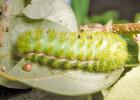 Lo Moth Caterpillar. AgriLife photo by Bart Drees.