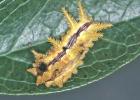 Spiny-Oak Slug. Photo by Jerry A Payne, USDA Agricultural Research Service, Bugwood.org.