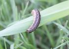 Spodoptera frugiperda, the Fall Armyworm larvae. Photo by Casey Reynolds, PhD