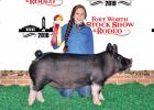 Waxahachie 4-H student Ashlyn Summers captured Reserve Champion Poland China Gilt and First in Showmanship 14-19 years in the Breeding Swine Show. Photography by Barron Photografix.