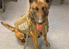 Mac, a three-year-old Dutch Shepperd from Holland is shown in new body armor which includes a bullet and stab protective vest, and was made possible due to a charitable donation from the non-profit organization Vested Interest in K9s, Inc. 