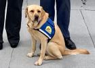Verity, a 2-year-old Labrador retriever, was placed with the Ellis County District Attorney’s office through Canine Companions for Independence. Her name means “the state or quality of being true.”