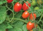All-America Selections winner Celano tomato is a semi-determinate hybrid tomato that produces sweet oblong fruits.